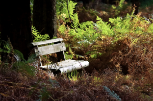Banc - Photographe Christelle MATUSZEWSKI Banc - Photographe Christelle MATUSZEWSKI