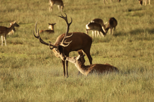 Cerf et biche bisou - Emeline DAMIEN OK usage commercial.JPG