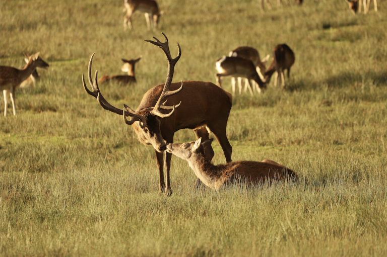 Cerf et biche bisou - Emeline DAMIEN OK usage commercial.JPG