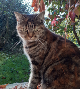 Agathe, chatte, Les Chatsdoks de Treigny-Perreuse-Sainte-Colombe Agathe, chatte, Les Chatsdoks de Treigny-Perreuse-Sainte-Colombe