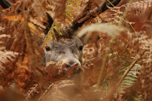 Cerf en fougere - Photographe Emeline DAMIEN Cerf en fougere - Photographe Emeline DAMIEN