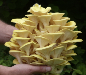 Pleurote jaune (citrinopileatus) Pleurote jaune (citrinopileatus)